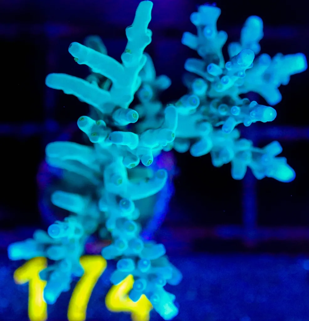 Frag Box Corals