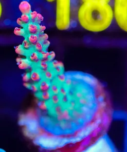 Wysiwyg Acropora 'Strawberry Shortcake' Frag [F179]