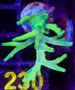 Wysiwyg  Acropora  Lokani Frag [F230]