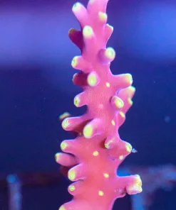 Wysiwyg Acropora Frag [F219]