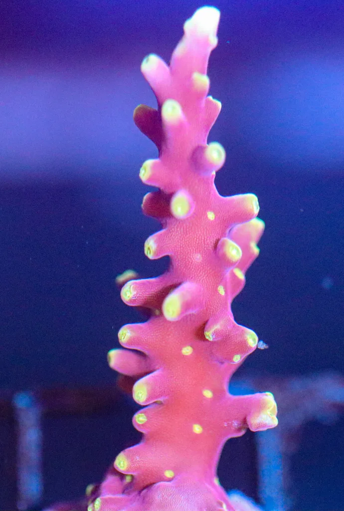 Frag Box Corals