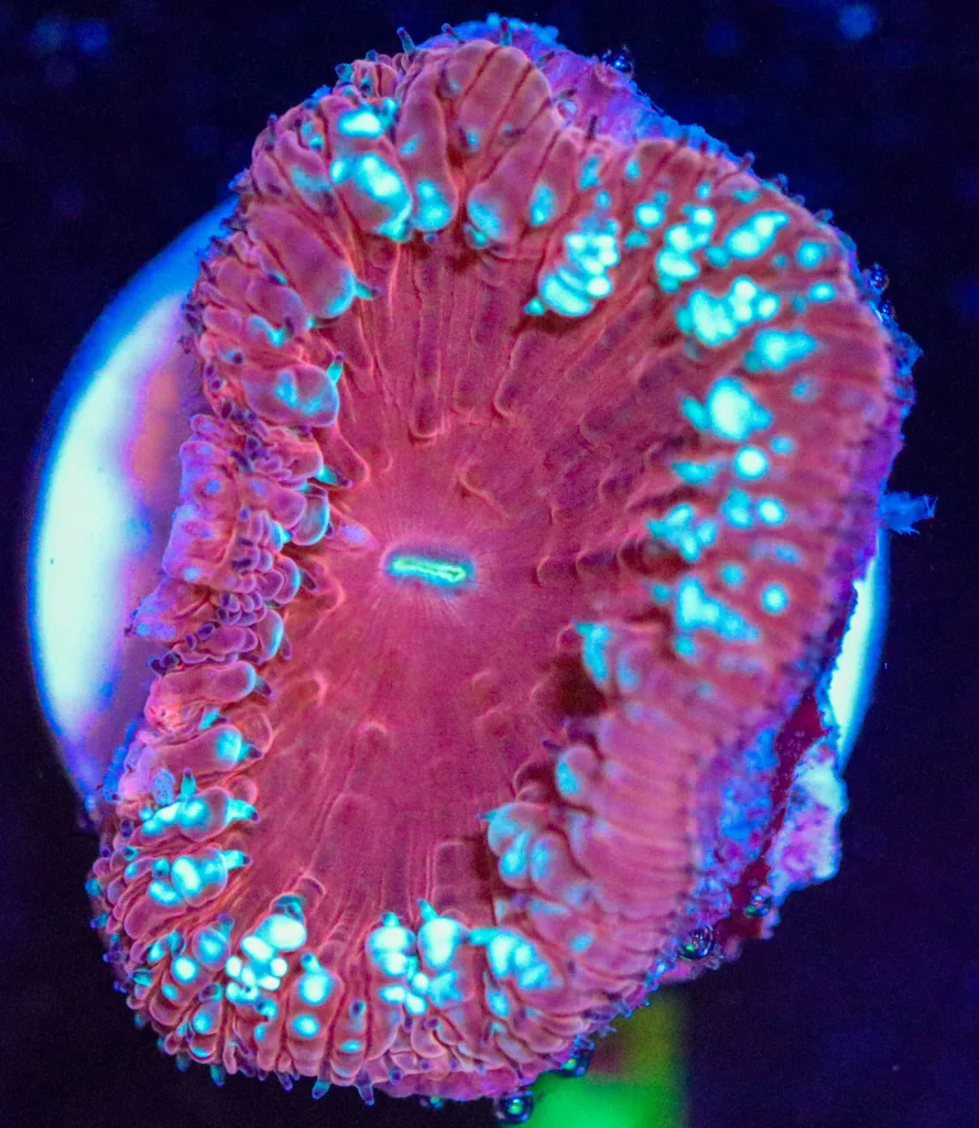 Frag Box Corals