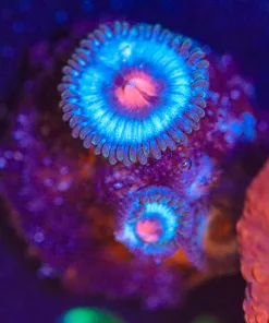 Wysiwyg Miami Vice Zoa Frag [F24]