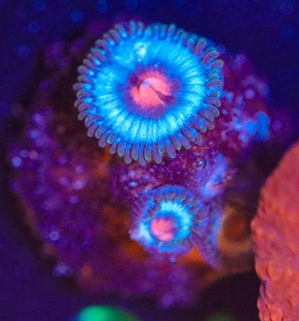 Frag Box Corals