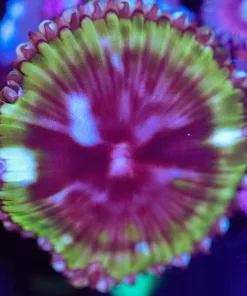 Wysiwyg Palythoa Grandis [F30]