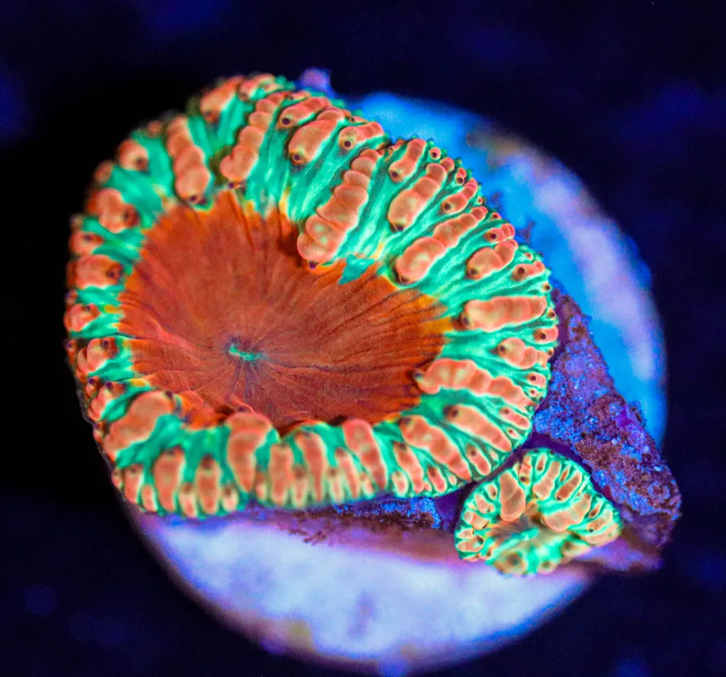 Frag Box Corals