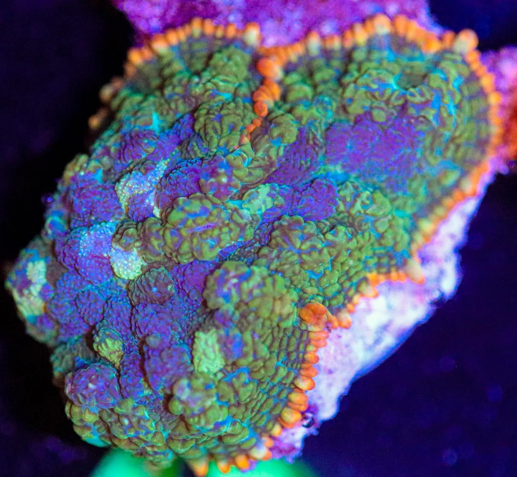 Frag Box Corals