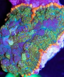 Wysiwyg Mushroom Coral Frag [F46]