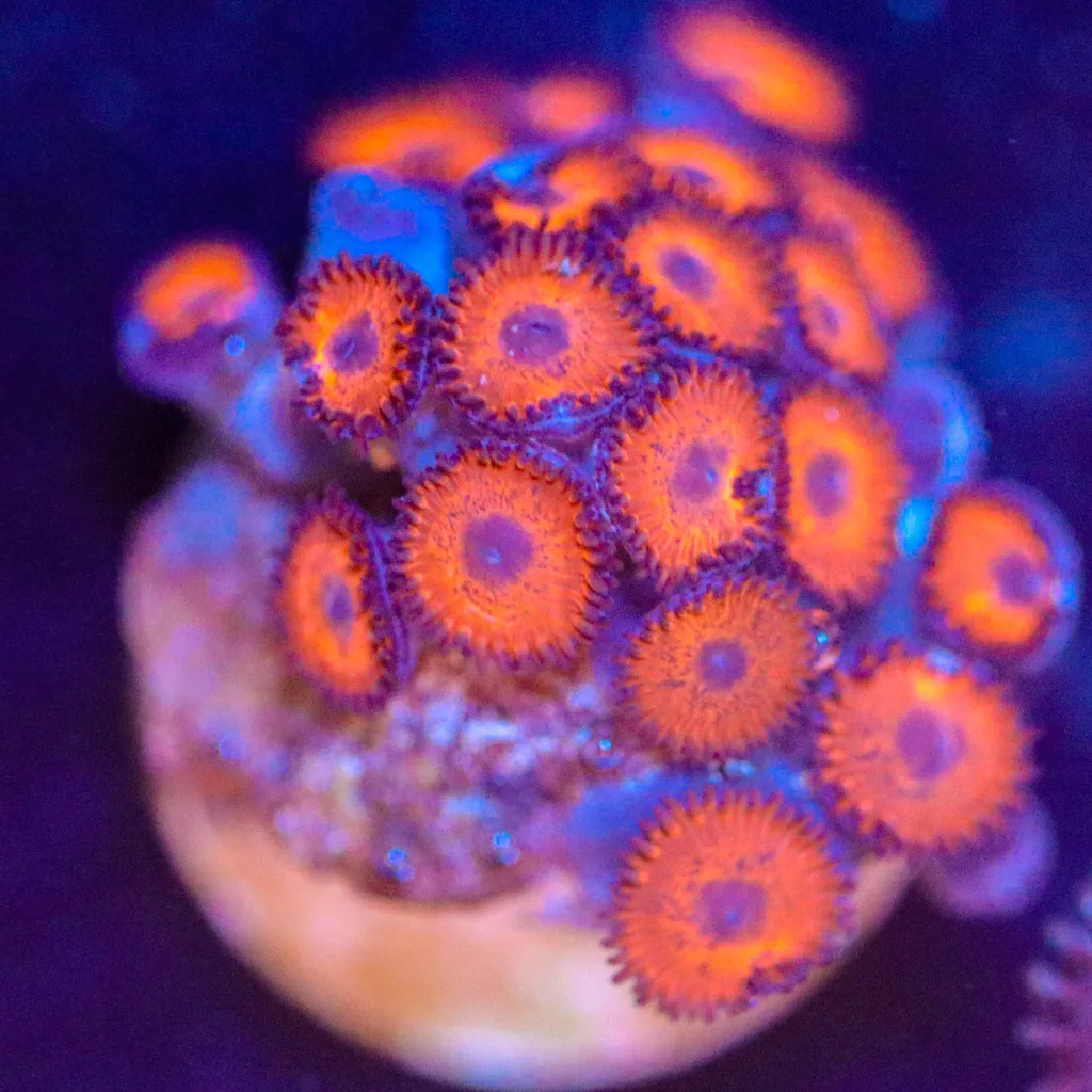 Frag Box Corals