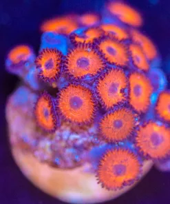 Wysiwyg Zoanthid Frag [F50]