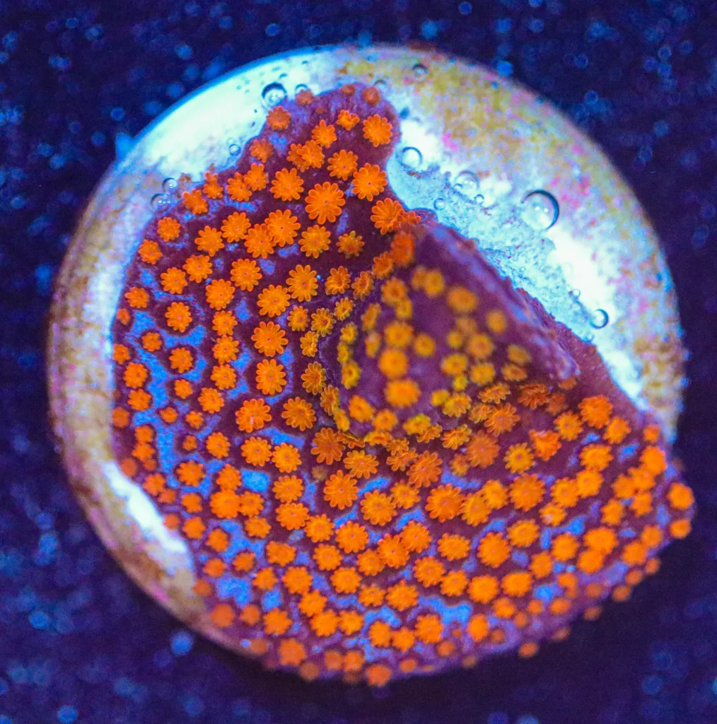 Frag Box Corals