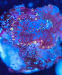 Wysiwyg Mushroom Coral Frag [F55]