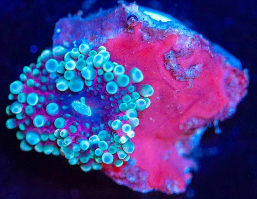 Frag Box Corals