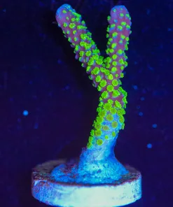Wysiwyg Montipora Stellata Frag [F64]