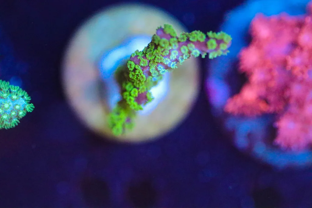 Frag Box Corals