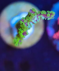 Wysiwyg Montipora Stellata Frag [F66]
