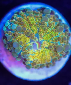 Wysiwyg Ricordea Yuma Frag  [F74]