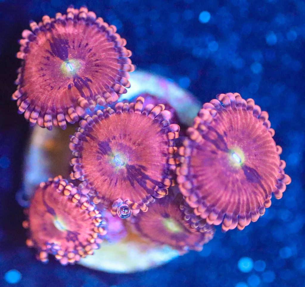 Frag Box Corals