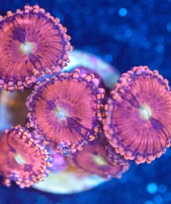 Wysiwyg Princess 99 Zoanthid Frag [F76]