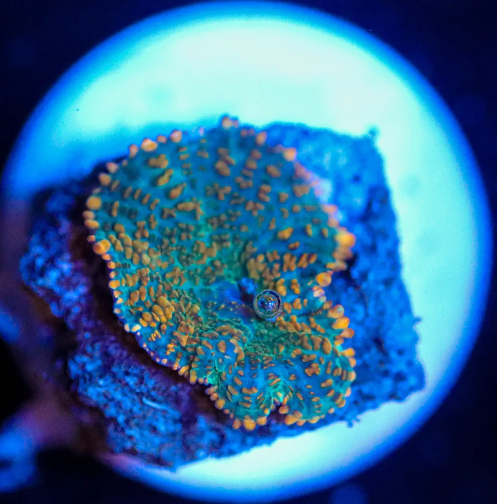 Frag Box Corals
