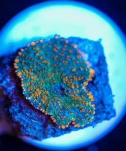 Wysiwyg Mushroom Frag [F83]