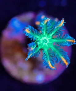 Wysiwyg Clove Polyp Frag [F89]