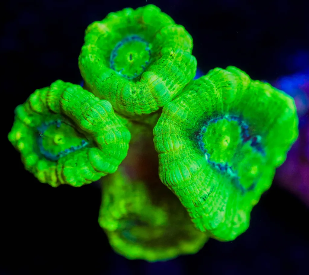 Frag Box Corals