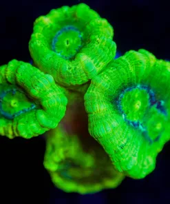 Wysiwyg Kryptonite Trumpet Coral  Frag [F99]