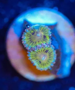 Wysiwyg Chiquita Zoa Frag [F109]