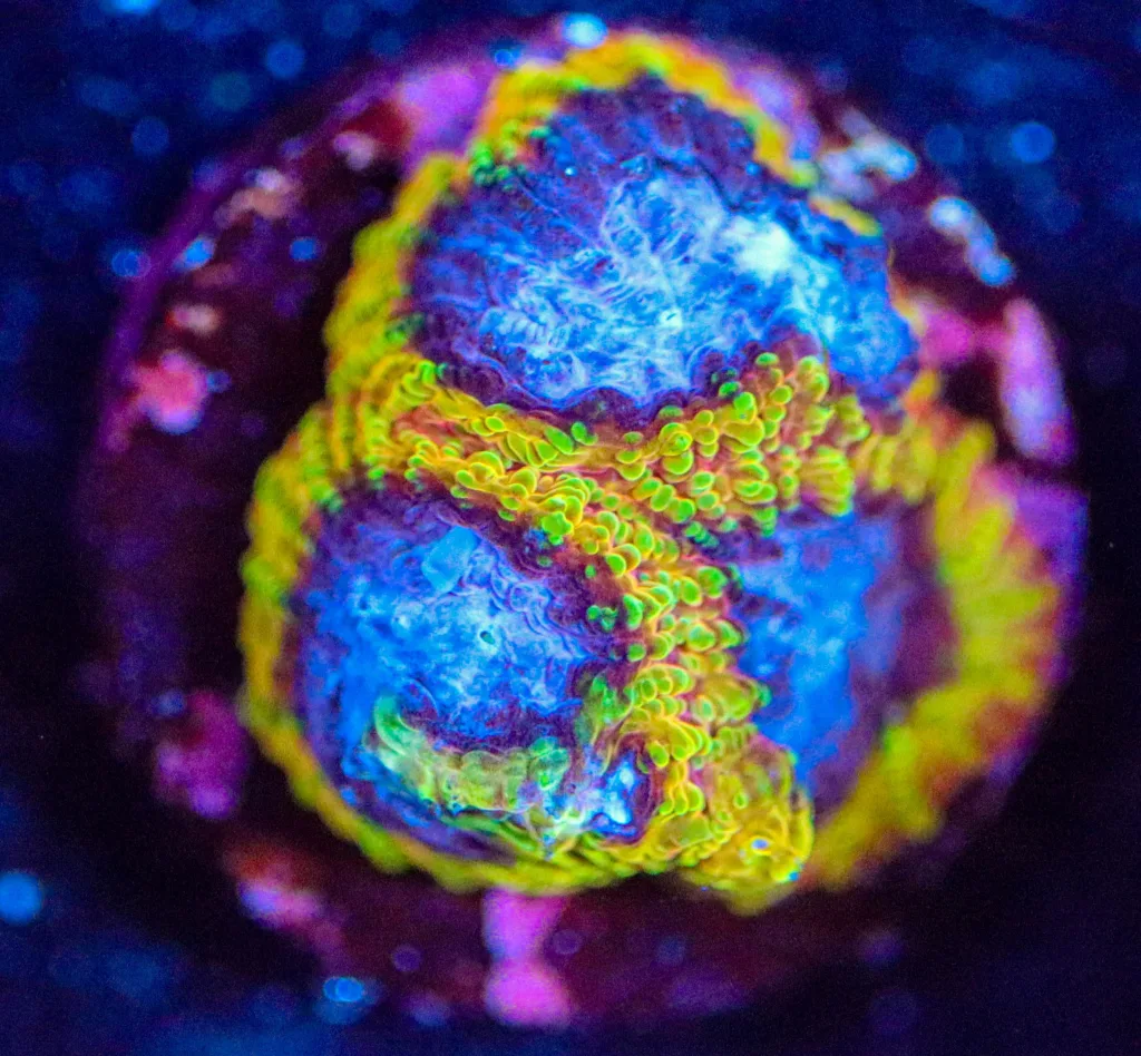 Frag Box Corals