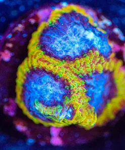 Wysiwyg Yellow Submarine Favia Frag [F116]