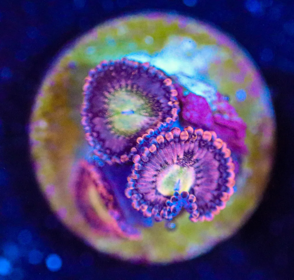 Frag Box Corals