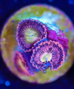 Wysiwyg Zoanthid Frag [F122]