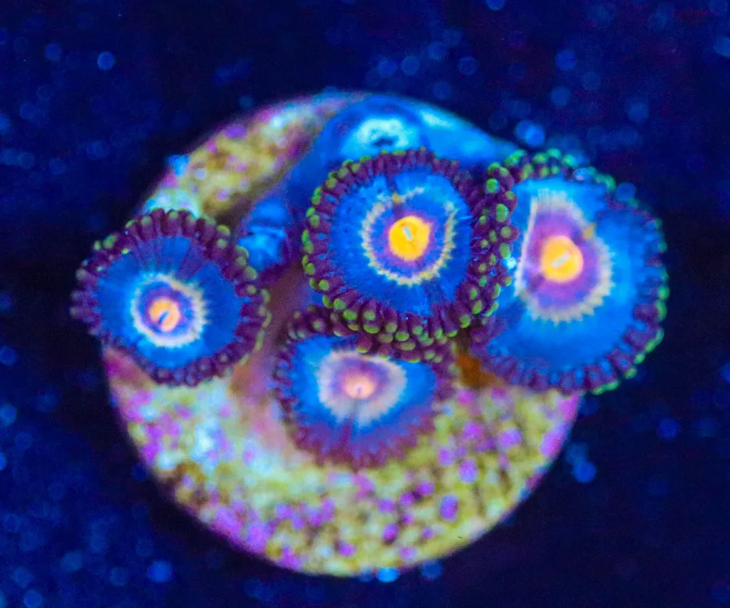 Frag Box Corals