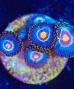 Wysiwyg  Nightowl Zoanthid Frag  [F131]