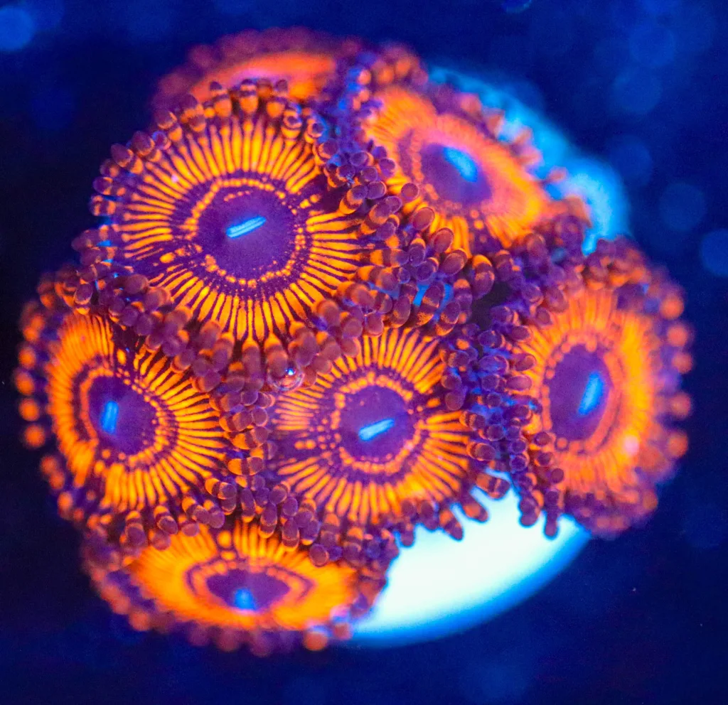 Frag Box Corals