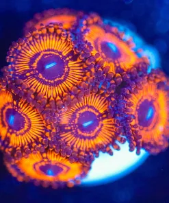 Wysiwyg Lava Zoa Frag [F137]