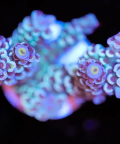 Large Day Dreamer Tenuis Frag (A7:B)