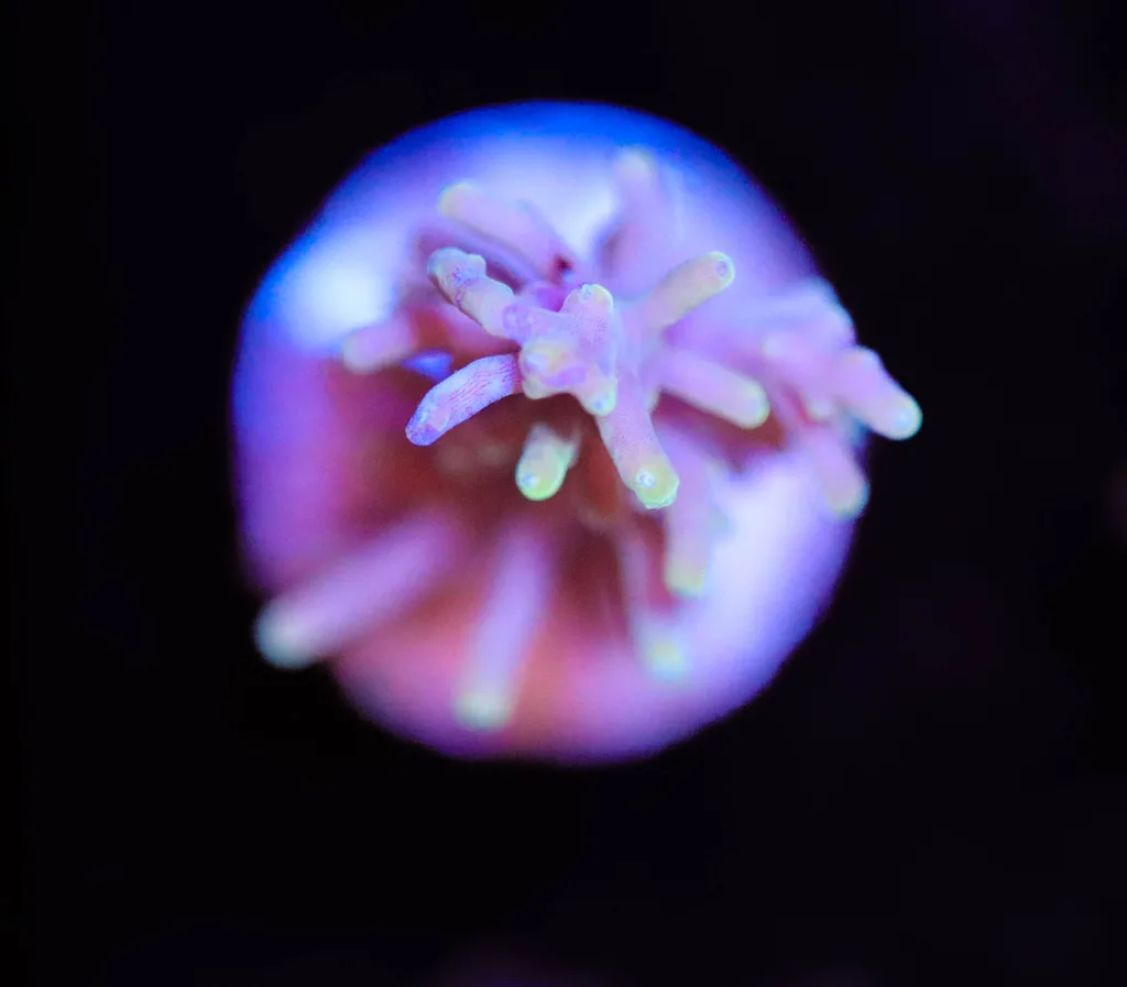 Frag Box Corals