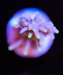 Golden Dragon Acropora Frag (A17:B)