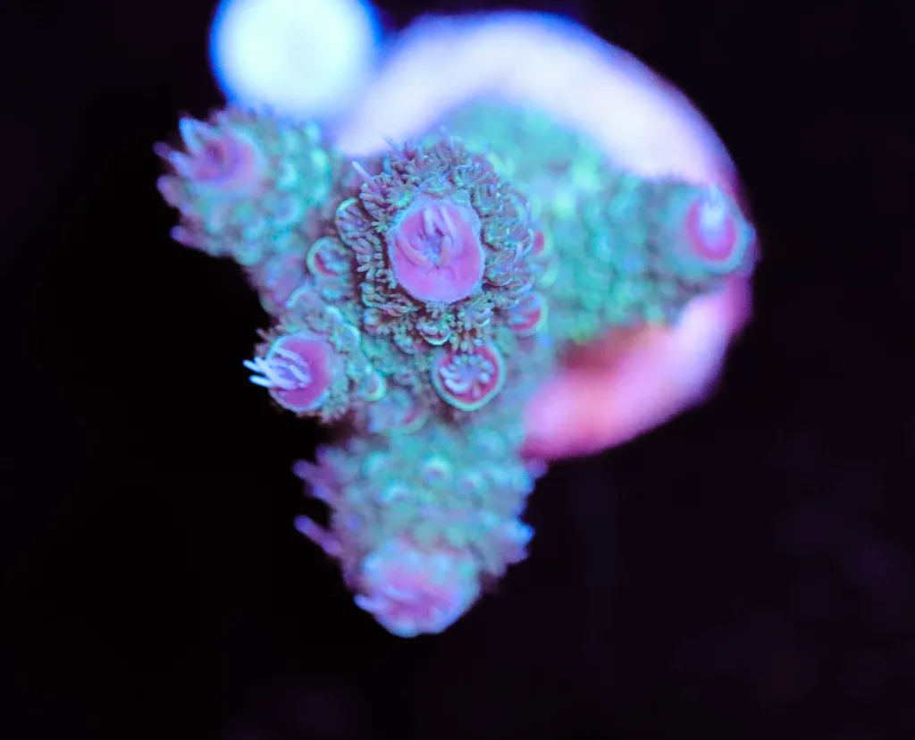 Frag Box Corals