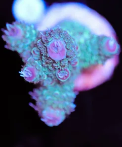 Fuzzy Acropora Formosa Frag (A11:B)