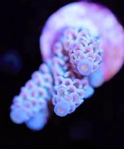 Pink Cloud Acropora Tenuis Frag (A12)