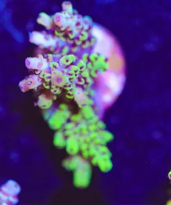 Abracadabra - Abrotanoides Acropora Frag *rare species* (A10:B)