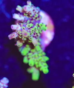 Abracadabra - Abrotanoides Acropora Frag