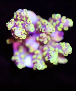 Large Yellow Scorpion Acropora Frag (A8)