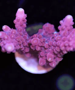 Red Strawberry Staghorn