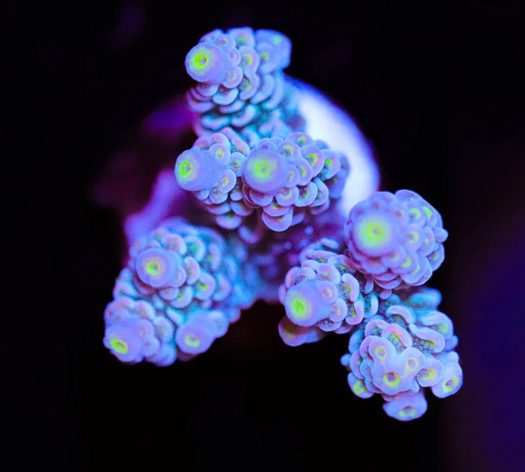 Frag Box Corals