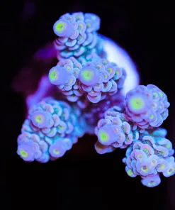Large Blue Samurai Acropora Tenuis Frag (A18:B)