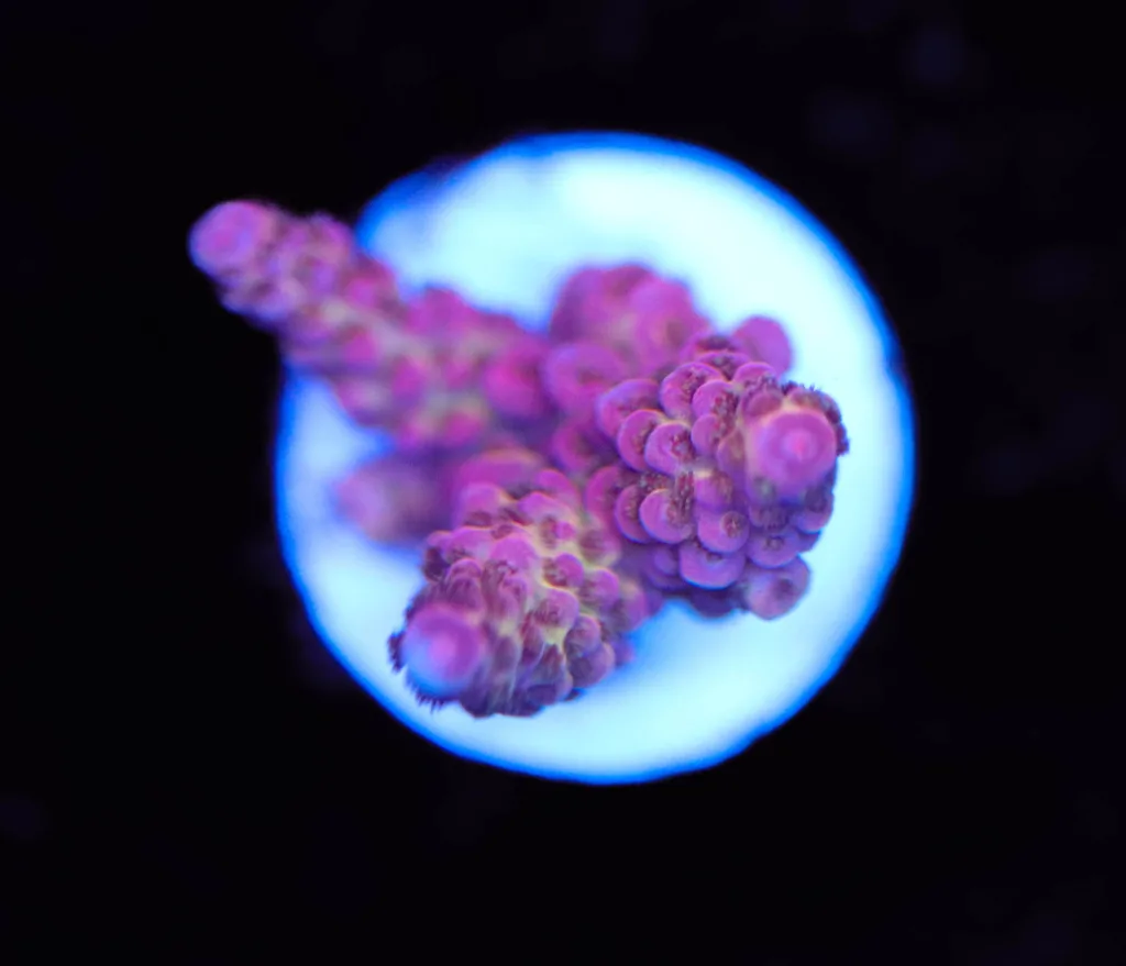 Frag Box Corals